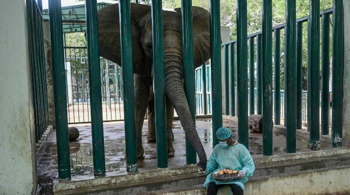 400 pills a day for elephants with TB in Karachi