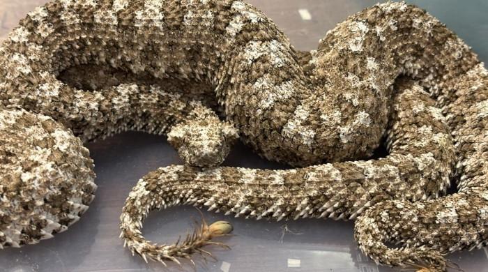 Indian smuggler caught with venomous vipers