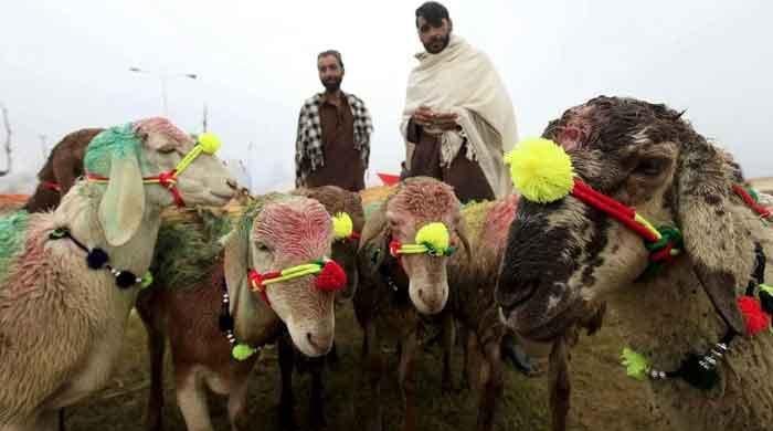 Trader injured in firing during Karachi goats robbery