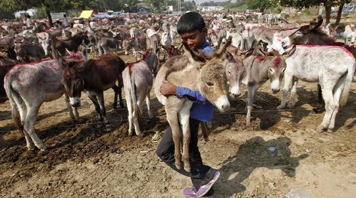 Pakistan’s donkey count surpasses 6m amid growing Chinese demand