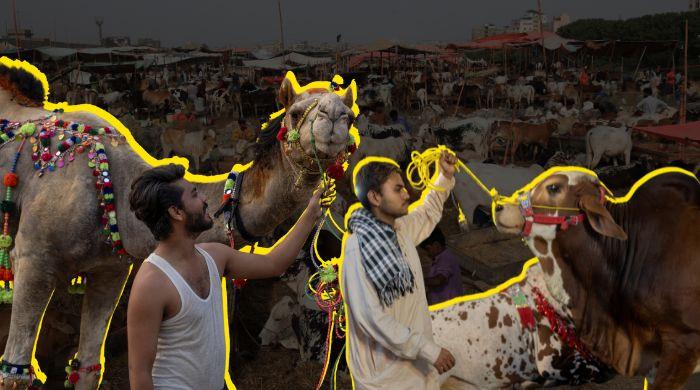More than meat, less than just eat